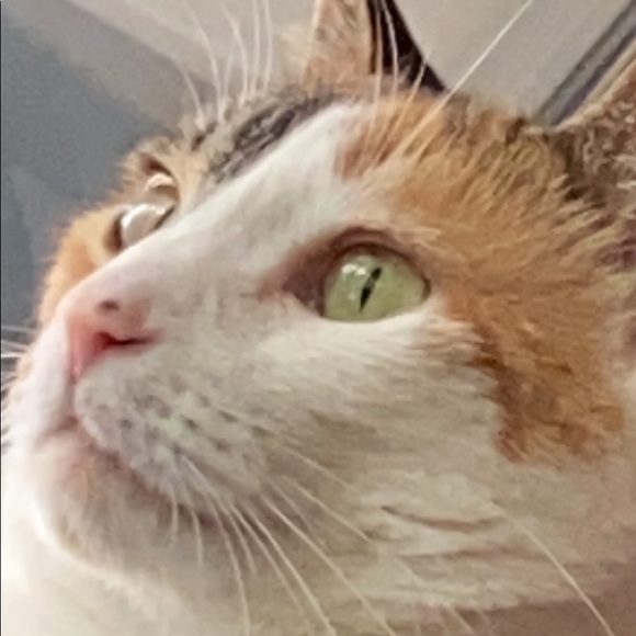 123whiskers